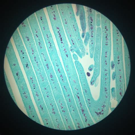 Saxon Rbt Researcher Biological Microscope 40x 1600x