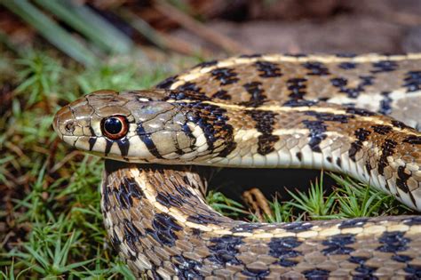A snake that comes from an egg can also be called a hatchling, while the young of snakes that give live birth can also be called neonates. Checkered garter snake a gentle, gorgeous snake that's ...