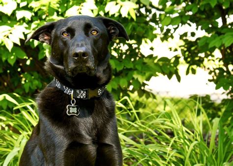 What Is The Life Expectancy Of A Black Lab Mix With German Shepherd