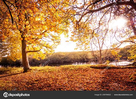 Beautiful Golden Autumn Scenery Trees Golden Leaves Sunshine Scotland