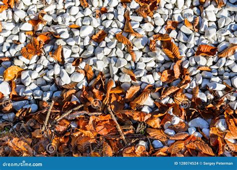 Autumn Leaves On Pebble Beach Stock Photo Image Of Textured Tree