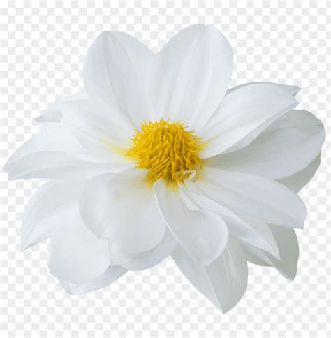 Beautiful Flower Images White Background Best Flower Site