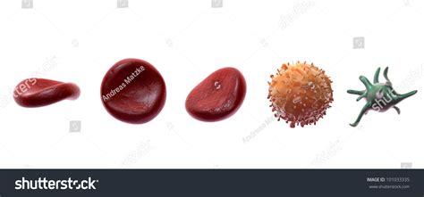 Leukocyte Thrombocyte Erythrocytes Stock Photo 101033335 Shutterstock