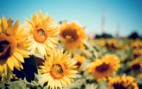 Sunflower Garden Hd Flowers 4k Wallpapers Images