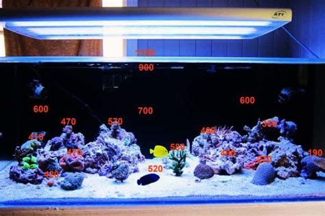 Snazas 200g T5 Shallow Sps Reef