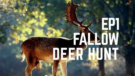 EP Fallow Deer Hunt YouTube