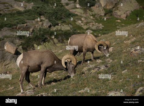 Mouton De Montagne Banque Dimage Et Photos Alamy
