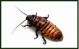 Cockroach Habitat Images