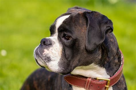 Boxer Dog Breed Profile Characteristics History Care Tips Enjoy