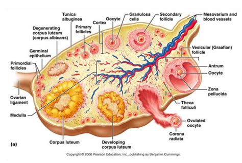 Ovary Of Female Human Anatomy Organs Human