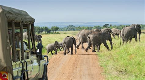 Safari En Kenia