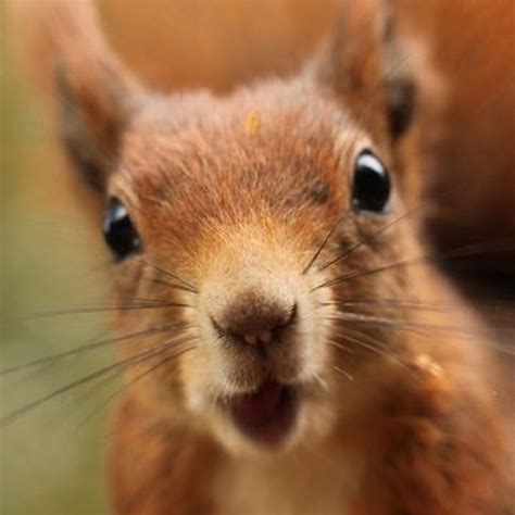 Red Squirrel Youtube