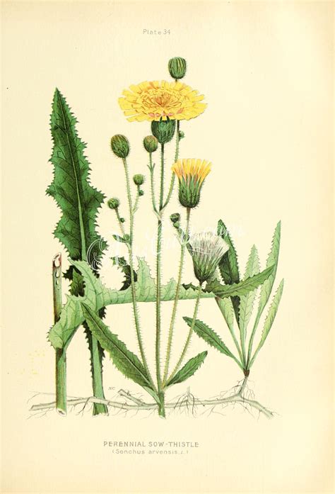 Perennial Sow Thistle Sonchus Arvensis Botanical Flowers Print