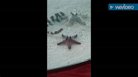 Coral Banded Cat Shark Pup Playing With Some Starfish Youtube