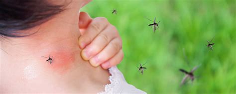 Why Do Mosquitos Bite Some People More Than Others Mosquito Sheriff