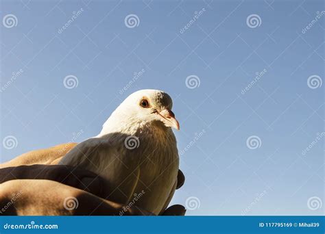 Beautiful White Dove Sitting On A Female Hand Stock Image Image Of