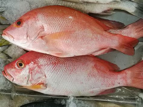 Noaa Fisheries Announces Limited Openings Of Commercial Red Snapper