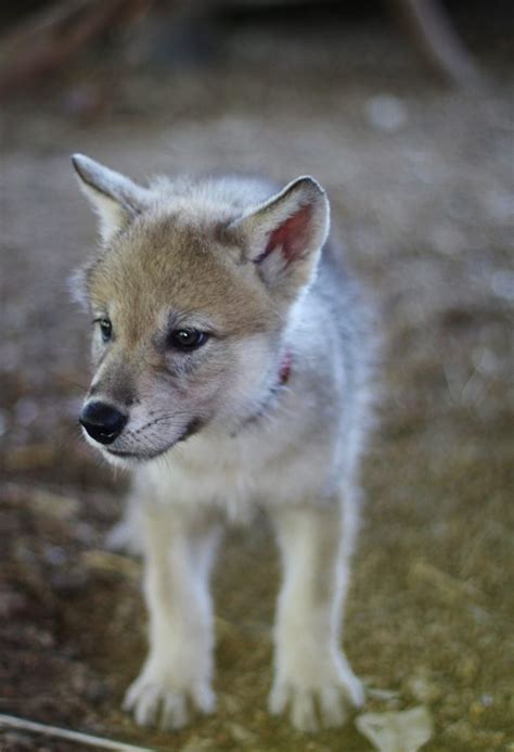 Five Gray Wolf Puppies Born