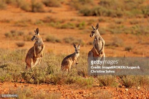 Giant Red Kangaroo Photos And Premium High Res Pictures Getty Images