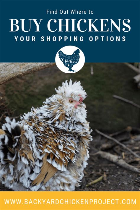 Where Can I Buy Chickens Exploring Your Options Backyard Chicken Project