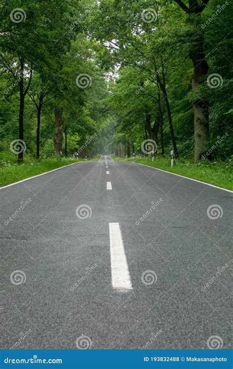 Empty Blacktop Two Lane Road In Deep Lush Green Forest With Copy Space