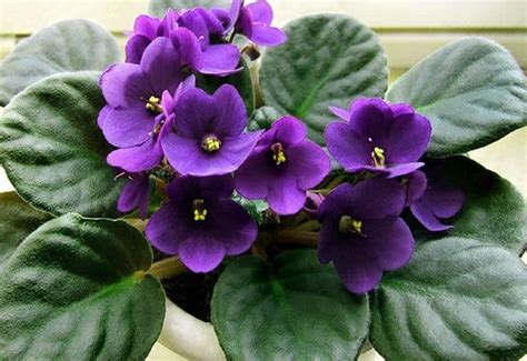 Easy Ways To Repot African Violet With Long Neck Plants Craze