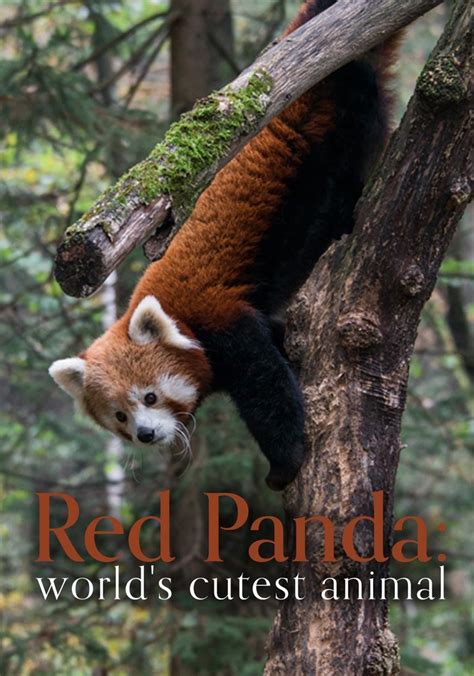 Red Panda Worlds Cutest Animal