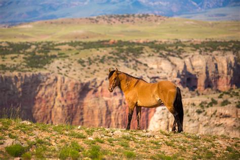 Pryor Mountain Wild Mustangs Lovell Wy Laze L Farm Photography