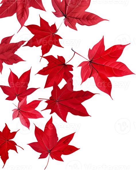 Red Autumn Maple Leaves Border Design Png Seasonal Nature Decoration