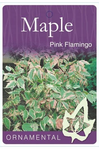 Acer Pink Flamingo Japanese Maple 12 Pot Hello Hello Plants