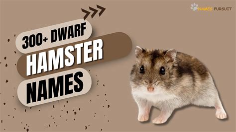 300 Dwarf Hamster Names Fun Naming Guide For Pet