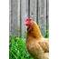 Portrait Of A Live Chicken  High Quality Animal Stock Photos