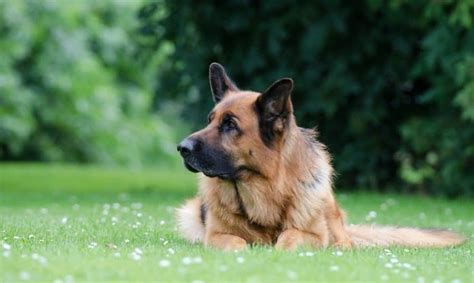 German Shepherd Temperament Everything You Need To Know