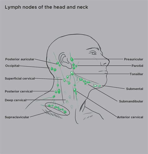 Anatomy Head And Neck Supraclavicular Lymph Node Article