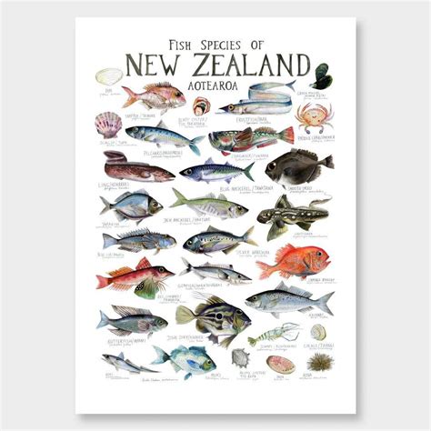 Fish Species Of New Zealand Poster By Giselle Clarkson Endemicworld
