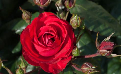 Les 10 Plus Belles Roses Rouges Symbole De Lamour Passionnel