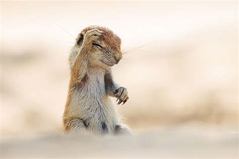 Hilarious Winners Of The Comedy Wildlife Photography Awards Demilked