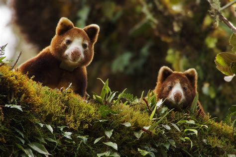 Huon Tree Kangaroo Dendrolagus Matschiei Female And Joey Peer Over Branch Endangered Species