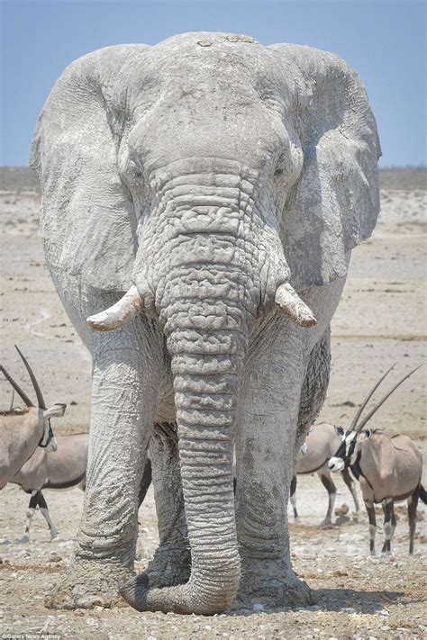 How elephants use clay to protect themselves from sunburn Слонята