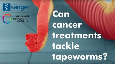 Can Cancer Treatments Tackle Tapeworms Sanger Institute Youtube