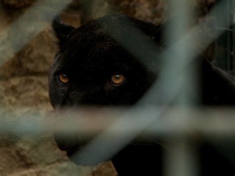 Free Images Looking Zoo Black Cat Fauna Cage Big Cat Close Up