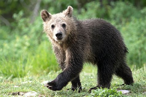 The Only Cub Of Americas Most Famous Grizzly Bear Was Just Killed By A