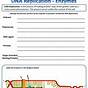 Dna Replication Enzymes Worksheet Answers