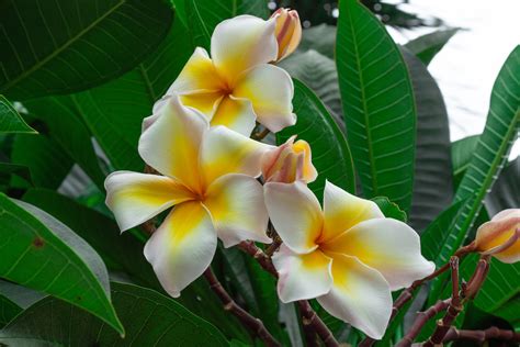 Plumeria Trees Planting Growing And Pruning Plumerias