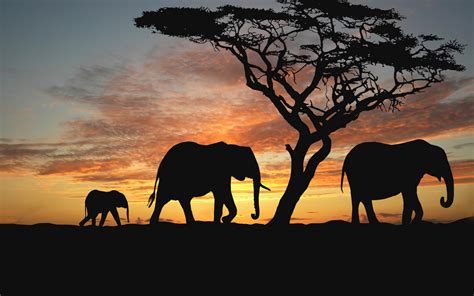 Elephant Wallpaper Silhouette Tree Sunset Africa Hd