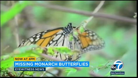 Monarch Butterfly Population Dwindling In California Abc7 Los Angeles
