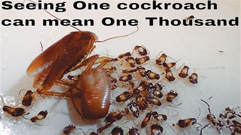 How To Get Rid Of Baby Roaches In The Kitchen Wow Blog