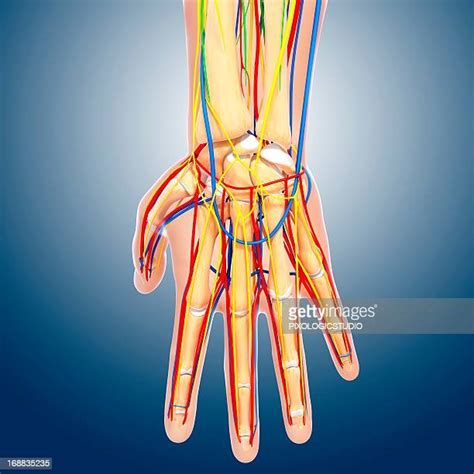 Lymph Vessels Of The Fingers Photos And Premium High Res Pictures