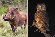 Animales diurnos y nocturnos: lista y fotos - Guía