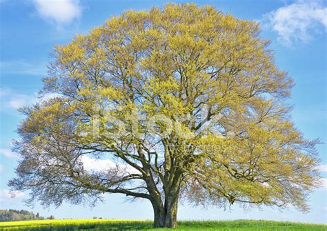 Old Beech Tree Early Spring On Field Stock Photos
